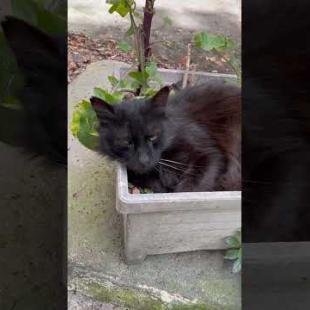 Caught black cat napping, hidden in a flower pot #shorts #catshorts #kitten #cats #cat #catlover