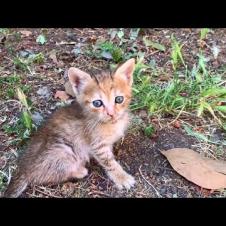 So Innocent You Can't Stop Loving! Newborn Kittens 😻💛