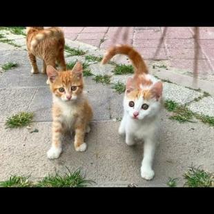 Champions League for Kittens! 🏆🐱 (Laughs Guaranteed)