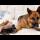 Tiny Kittens Attack German Shepherd [Cutest Attack Ever]