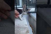 😼🎮 “Playtime is Sacred! Don’t Disturb Me! 😹#shorts #kitten #cat #catlove #cute #animals