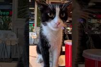 ショッピングモールのフードコートにも猫います