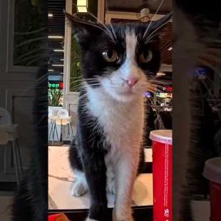 ショッピングモールのフードコートにも猫います