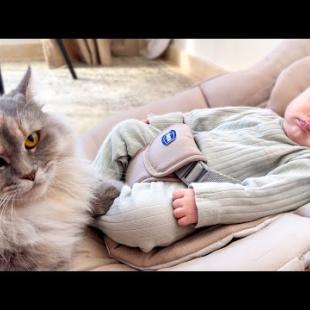 Cat Confused by Newborn Baby