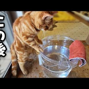 子猫がこのままドボンと...