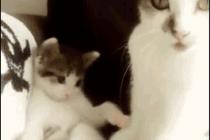 엄마를 따라 해봐