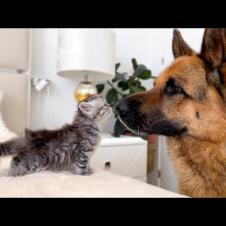 Tiny Kitten Challenges Giant Dog for Attention