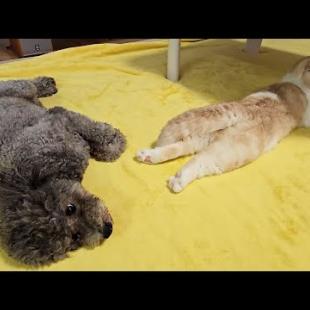 自分のおならにめちゃくちゃ驚く猫と犬がこちら...笑