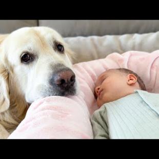 Golden Retriever Adopts Adorable Newborn Baby As His Own!
