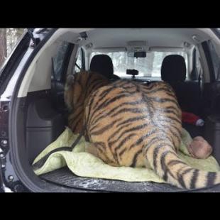 Узнали Вес Тигра Роллс Ройса/We got the Tiger Rolls Royce weight