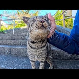 港町の神社に行ったら猫が階段上から駆け下りてきた