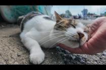 人間にはデレデレ甘えるのに猫には厳しい猫島の猫