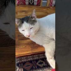 Homeless cat lying on the cafe table, taking a siesta #shorts #catshorts #cat #cats #kitten #cute