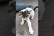 🎯🐱 Cuteness Explosion! Kitten Wants to Play#short #kitten #cat #catlove #cute #animals