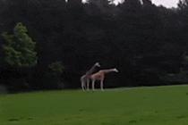 기린의 짝 짓기