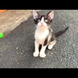 Playful cats living on the street are running after a tiny ball