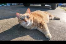 ゴロゴロ転がる!漁港の茶トラ猫が甘えん坊すぎて尊い…!