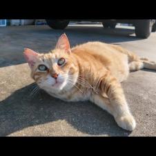 ゴロゴロ転がる！漁港の茶トラ猫が甘えん坊すぎて尊い…！