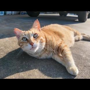 ゴロゴロ転がる！漁港の茶トラ猫が甘えん坊すぎて尊い…！