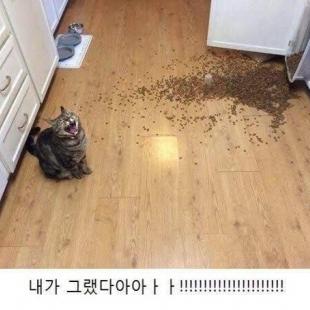 네 번의 기회