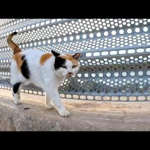 防波堤の上を歩く三毛猫