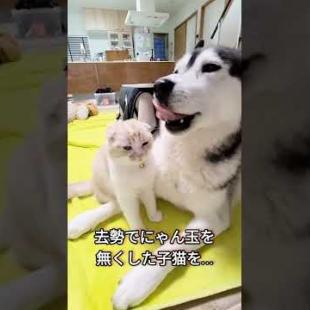 去勢でにゃん玉を無くした子猫をなぐさめるハスキー犬がこちら…#shorts