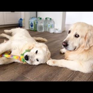 Golden Retriever and His Cute Girlfriend