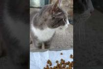 Innocent homeless cat must be very hungry #catshorts #shorts #cats #cat #kitten #catvideos #catlover