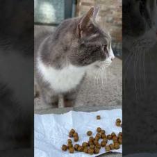 Innocent homeless cat must be very hungry #catshorts #shorts #cats #cat #kitten #catvideos #catlover
