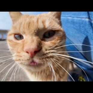 島の猫は人が来ると塀の上ので寝てても起きてモフられにくる。そして仲間に知らせに行く