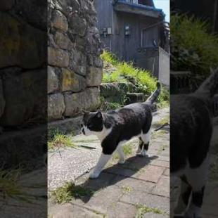 黒い鼻のハチワレ猫ちゃん付いてくる