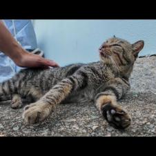 腰トントンしたらペロペロ返ししてくれる猫がかわいすぎる