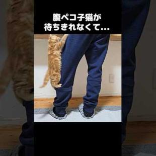 腹ペコな子猫が待ちきれなくてこうなった...笑#shorts