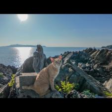 港で出会った猫と一緒に崖っぷちの小さな祠へ探検！
