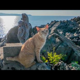 港で出会った猫と一緒に崖っぷちの小さな祠へ探検！
