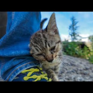 【癒し爆発】公民館の日陰で休んでたら子猫が自らモフられに来た件🐾💕