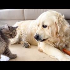 Golden Retriever thinks the Cats want to Steal her Carrots