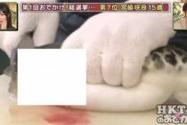 물고기가 불쌍한 아이돌