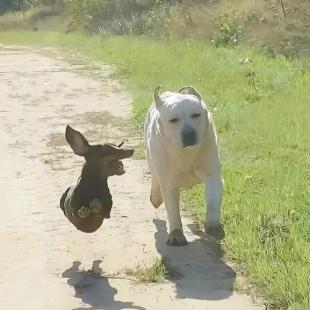 강아지에도 내향형과 외향형이 있다