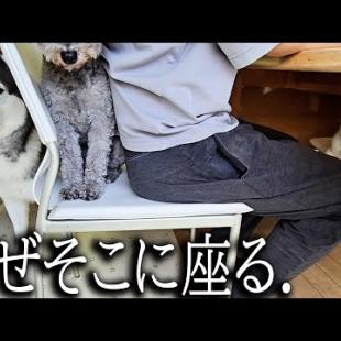 食事中に挟まる犬と猫の姿がかわいい...