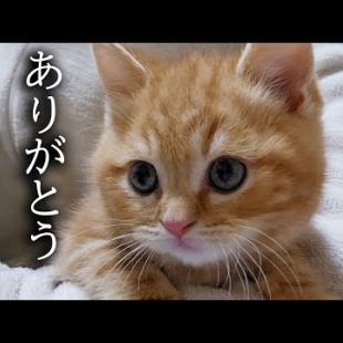 ハスキー犬と猫に育てられた子猫は半年後こうなりました...