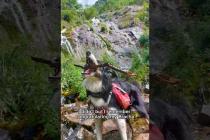 Man and his Dog Hike 900km on the GR10