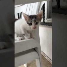 🐾 Meet the World's Sweetest Kittens! 😻🌍#shorts #kitten #cat #catlove #cute #animals