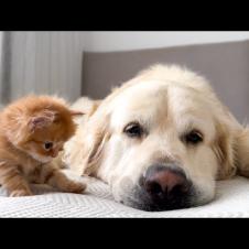 Golden Retriever Tries to Ignore Cute Tiny Kitten [Cuteness Overload]