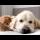 Golden Retriever Tries to Ignore Cute Tiny Kitten [Cuteness Overload]