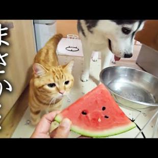 生まれて初めてスイカを食べた子猫の反応がこちらです...