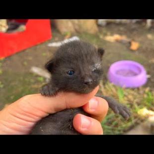 Little kitten's inflamed closed eye can now see after treatment