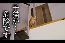 犬がくんくん泣くので上を向くと子猫が...