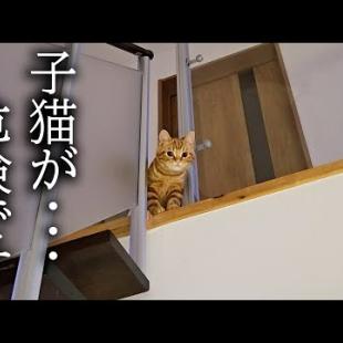 犬がくんくん泣くので上を向くと子猫が...