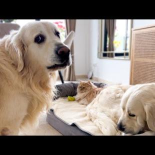 How will a Golden Retriever act when his bed is occupied